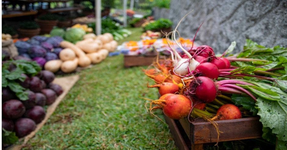 vegetales y verduras