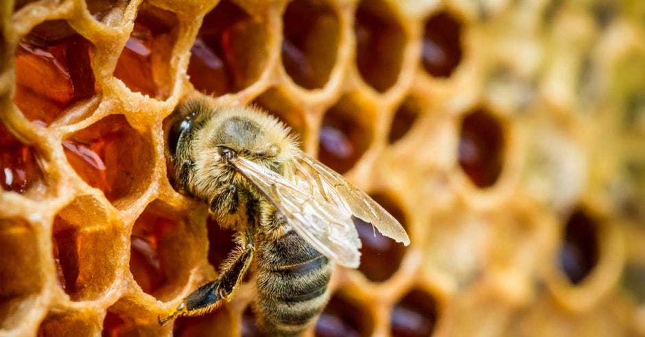 Una abeja dentro de un panal recolectando miel