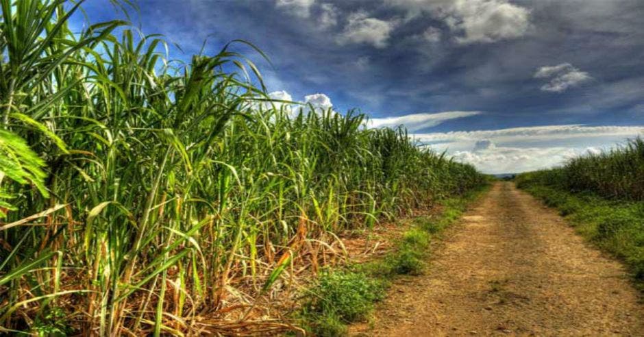 caña de azucar, operación maquinaria