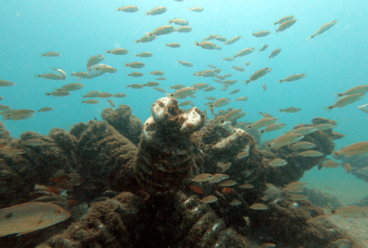 Peces nadan alrededor de arrecifes artificiales