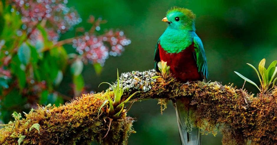 La variedad de aves y el bosque nuboso de la zona hacen que Los Santos tenga un gran potencial turístico. Shutterstock/La República.