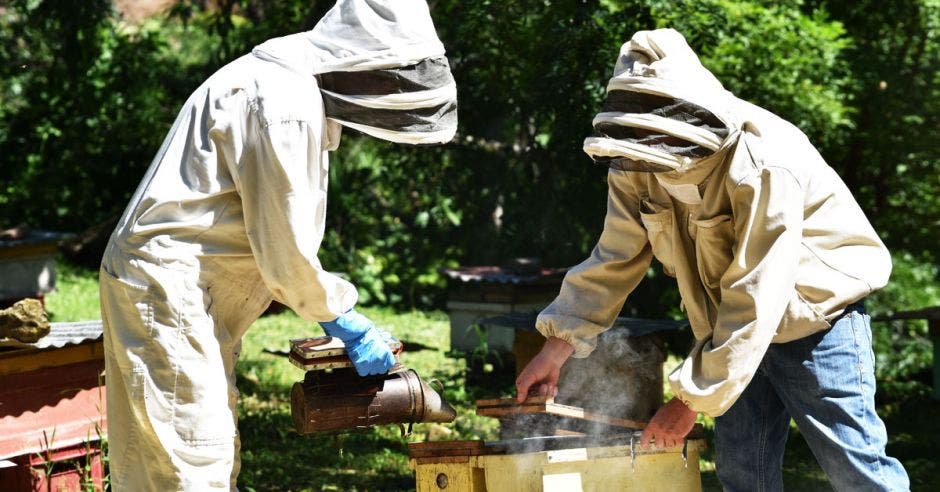 Alonso Corrales ha logrado un mejoramiento genético de las abejas reina para que sean tan productivas como las africanas pero tan dóciles como las locales.