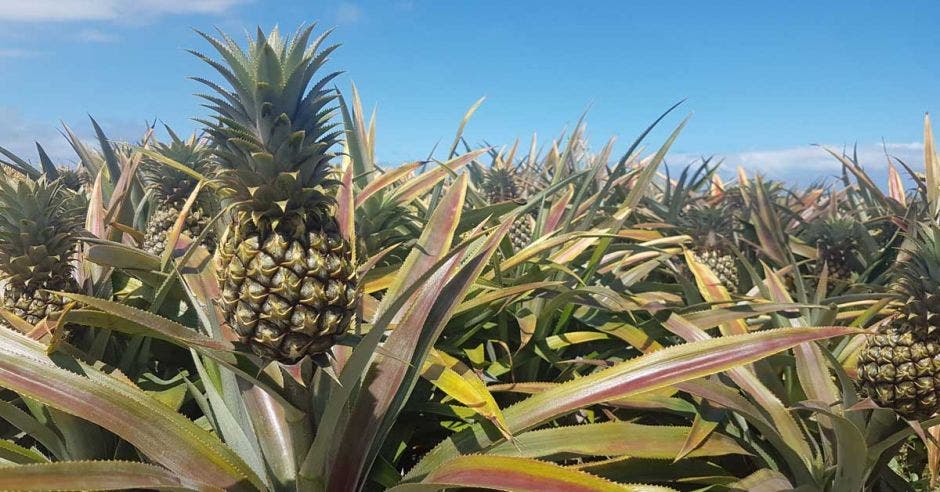 Un sembradío de piña en un campo abierto