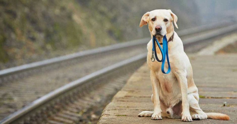 perro con collar en boca