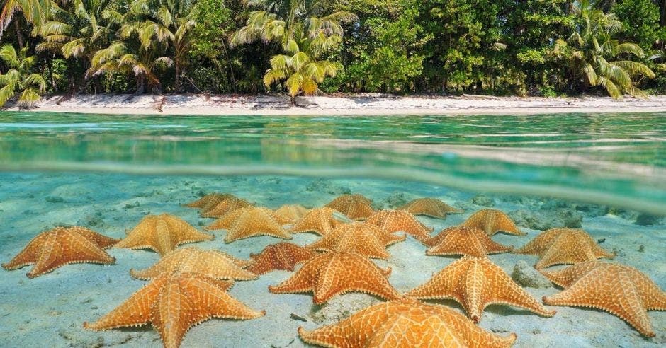 Playa con estrellas de mar