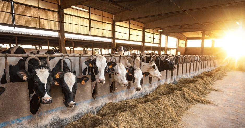Vacas y ganado en fila en una granja