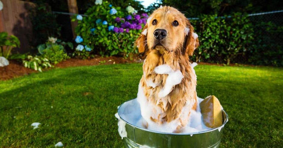 perro tomando baño