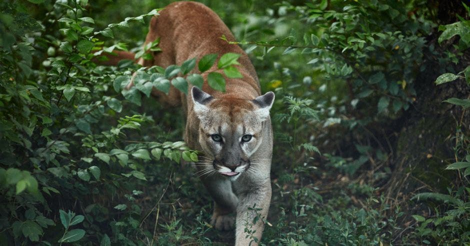 Un puma merodea por una zona boscosa