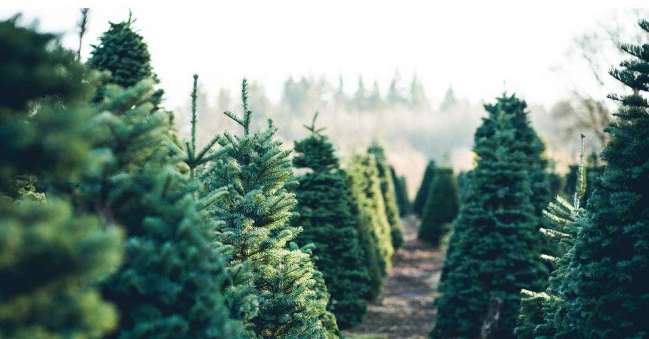 Árboles en filas en una granja de árboles de Navidad