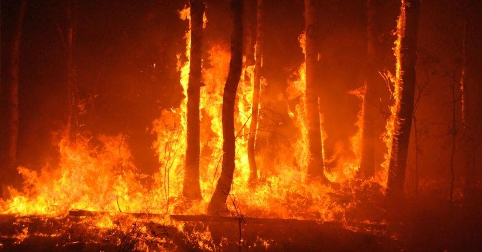 Un incendio forestal