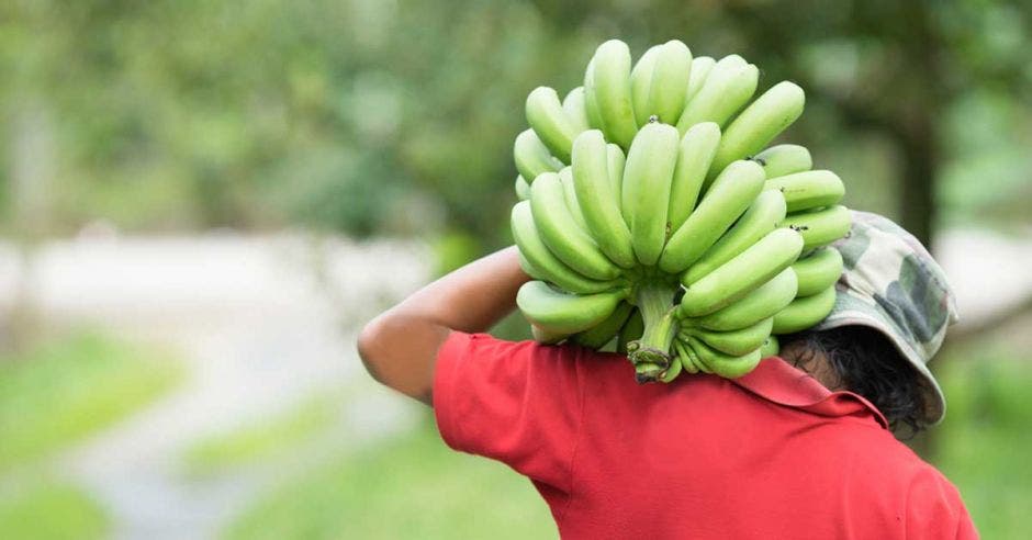 Un hombre carga un racimo de bananos