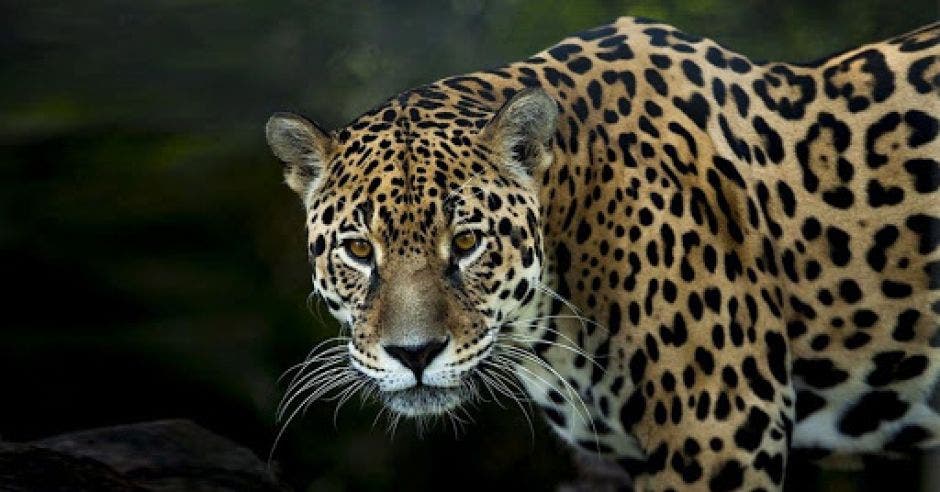 un jaguar de gran tamaño mira desafiante a su fotógrafo