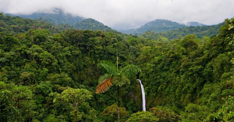 Una cascada en medio de un bosque silvestre