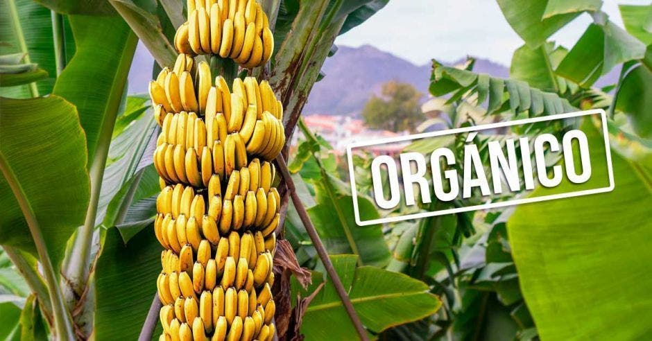 racimo de bananos con la palabra orgánico