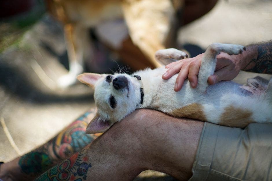 Un chihuahua acostado