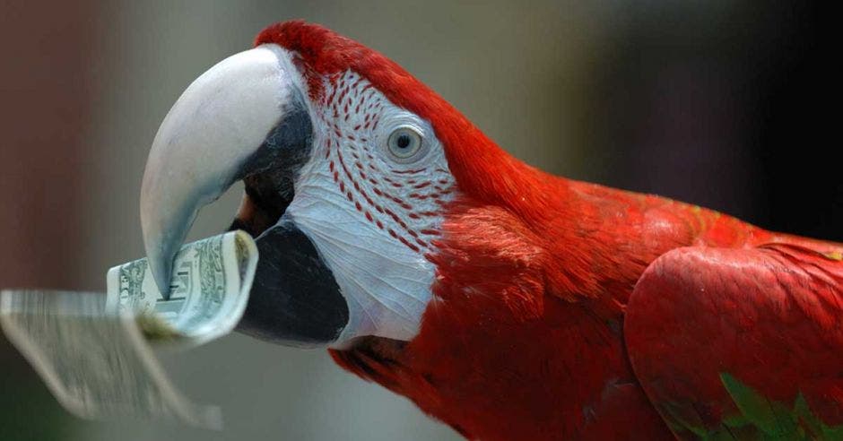 Una lapa roja sostiene un ddolar