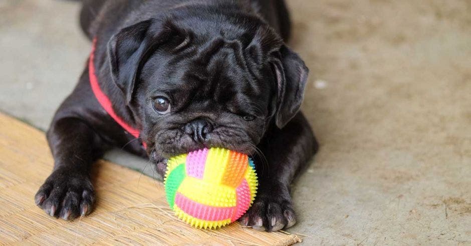 Un perro negro sostiene un balón de goma