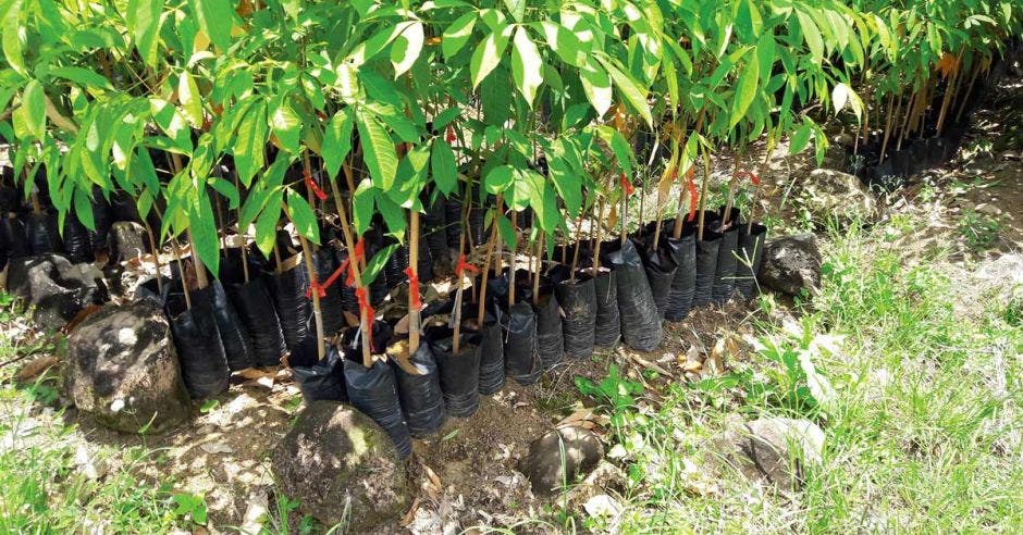 La firma vende árboles injertados para reforestar y con eso,  incluyen un  paquete técnico y capacitaciones en el manejo y cosecha de las plantaciones. Cortesía Hevea CR/La República.