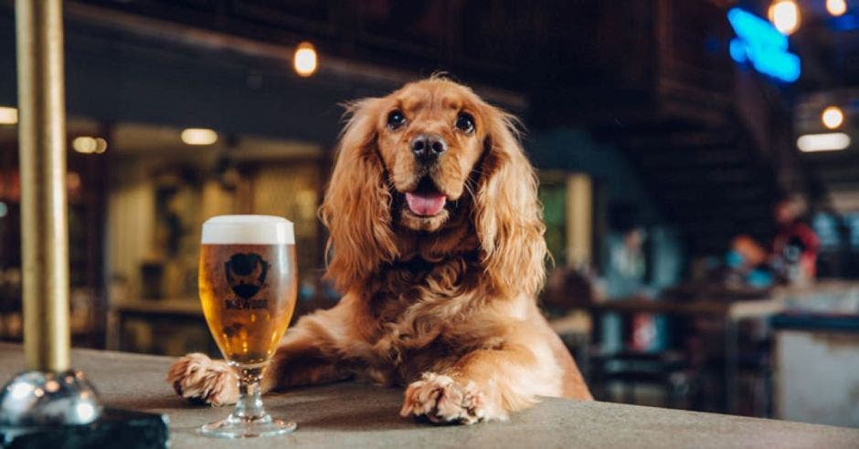 perro y cerveza