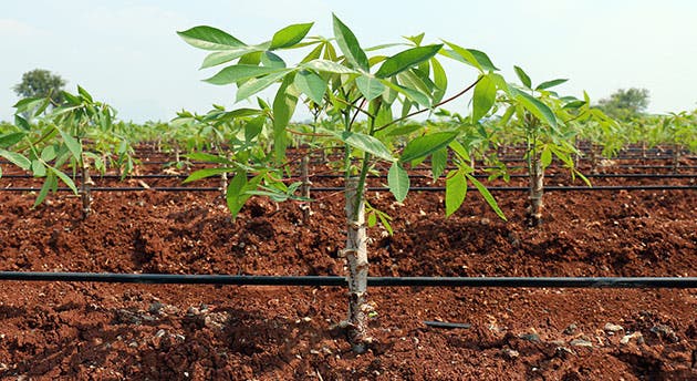 Luego del COVID 19, la cadena de abastecimiento cambiará, empezando por nuestros agricultores, ojalá de forma positiva.