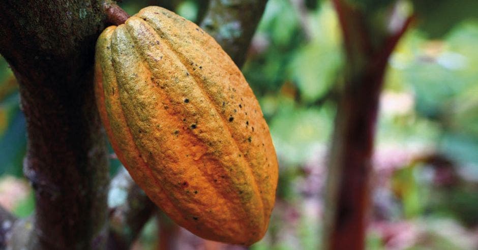 un cacao color anaranjado