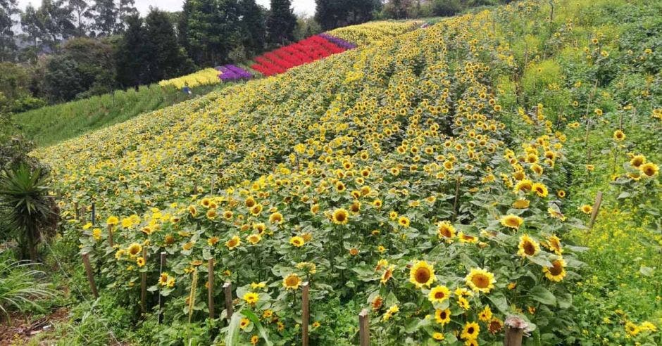 campo de flores