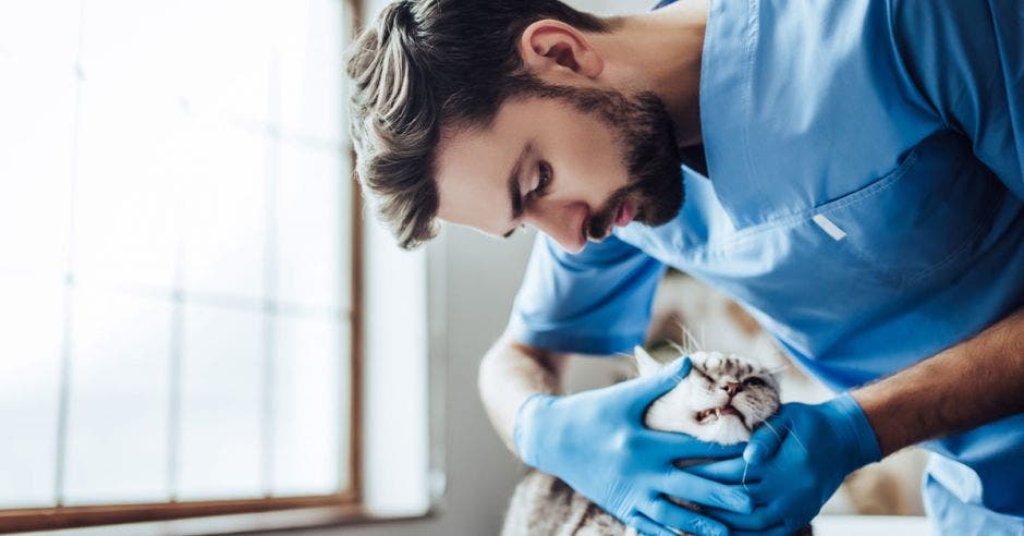 Un veterinario revisa la boca de un gato