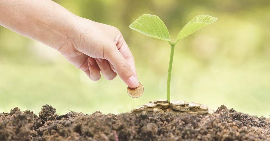 Una persona pone monedas dentro de una planta