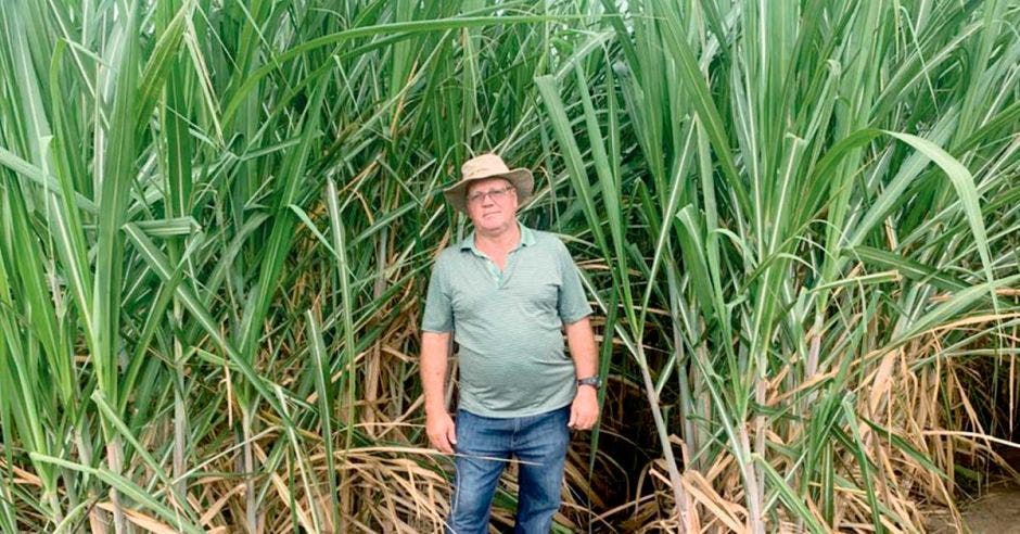 Alfonso Chaves, productor de azúcar en cañal