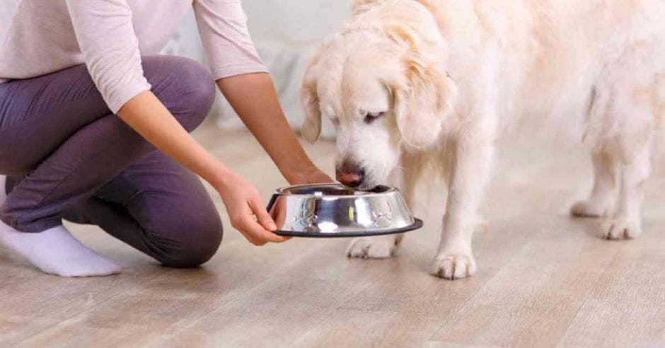 perro comiendo