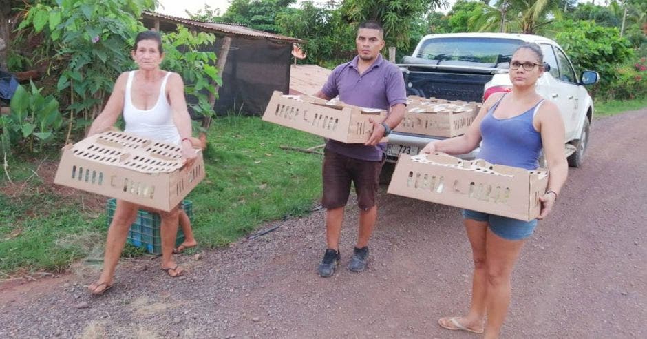 Productores recibiendo cajas con las pollitas ponedoras