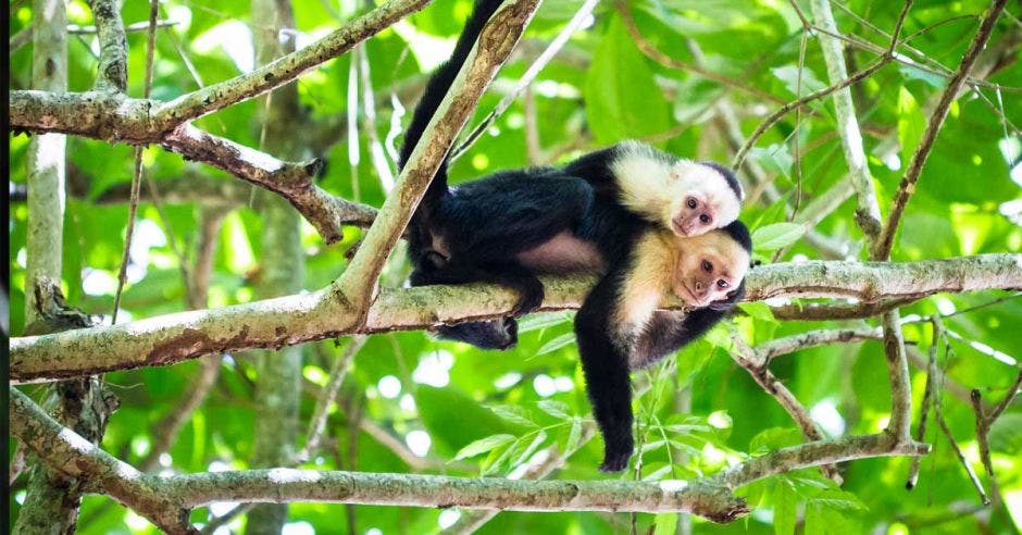 Una pareja de monos capuchinos en Tortuguero, Limón. Shutterstock/La República