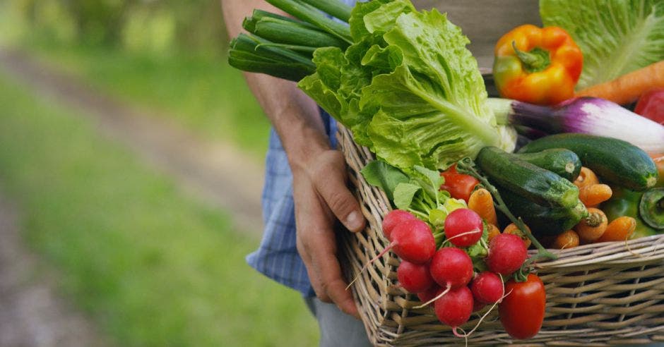 Una persona carga vegetales en una caja como pepino, lechuga, rábanos y chiles