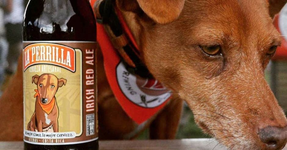 perro y cerveza