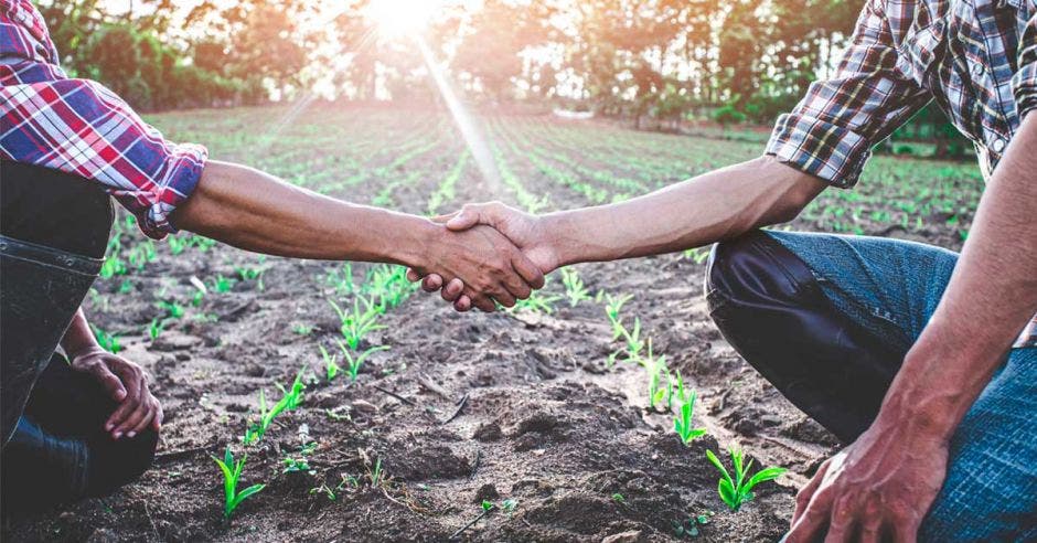 Dos personas dándose la mano en un sembradío