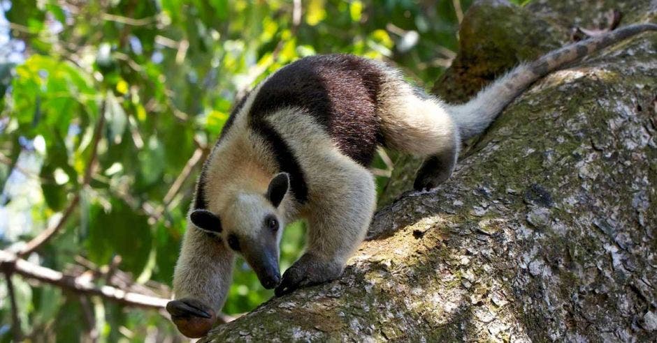 Un oso hormiguero en la copa de un árbol