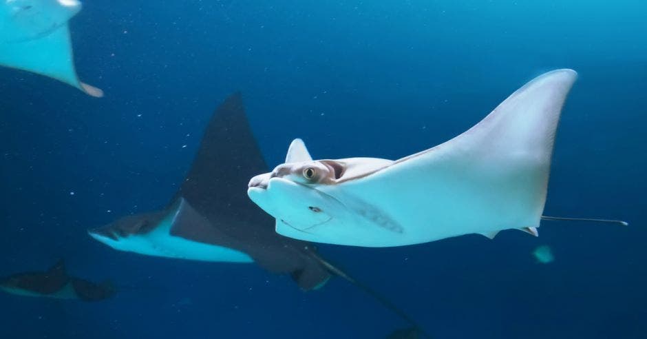 un conjunto de mantarrayas nada en las profundidades marinas