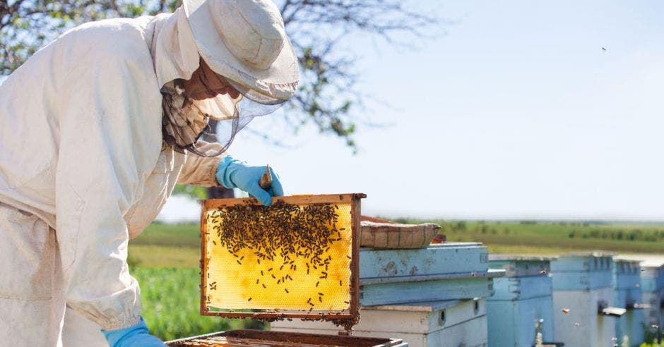 Un apicultor está trabajando con abejas y colmenas