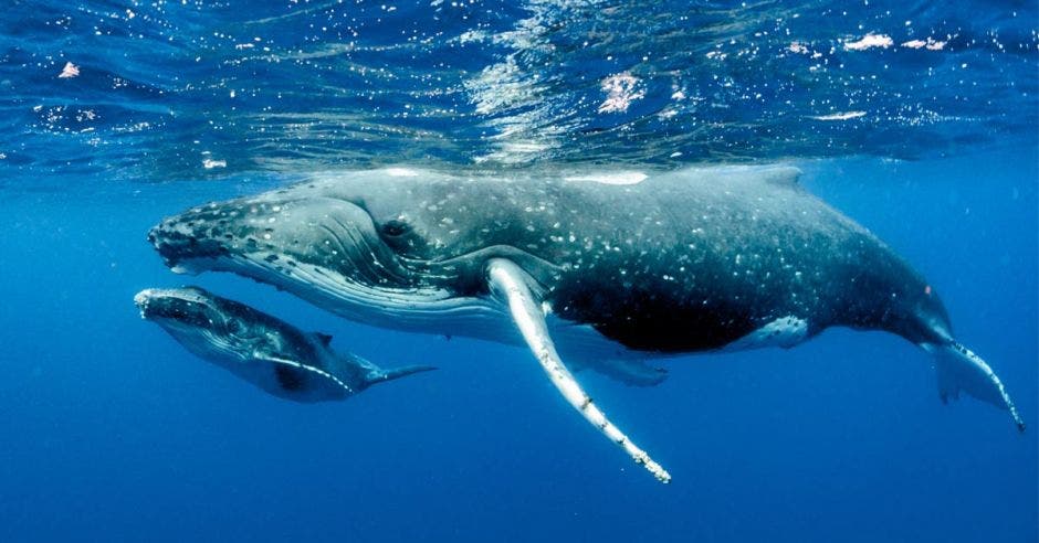 Una ballena jorobada y su cría