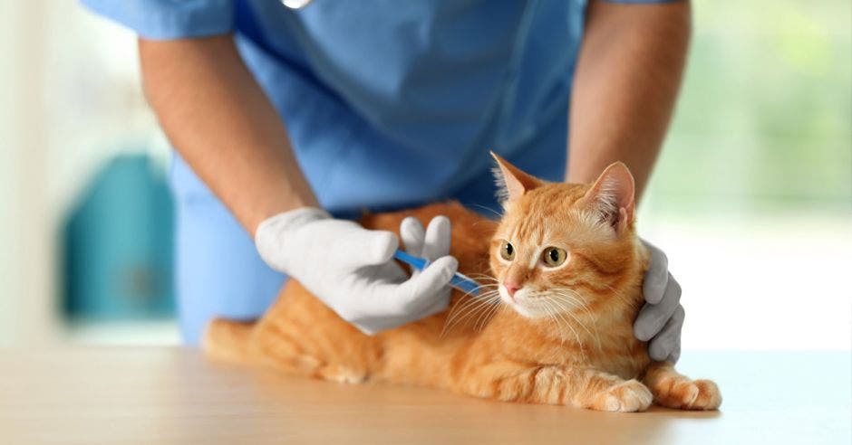 Un veterinario inyecta una vacuna a un gato