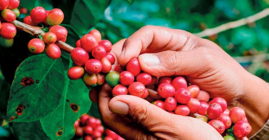 Una persona recogiendo café