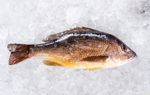 pargo rosado de cultivo