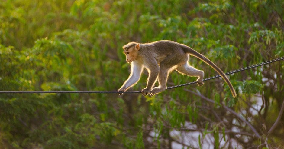 Un mono camina sobre un cable de tendido eléctrico