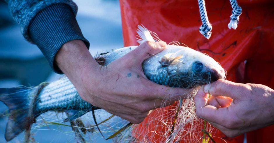 un pescador suelta un pez de una red de arrastre