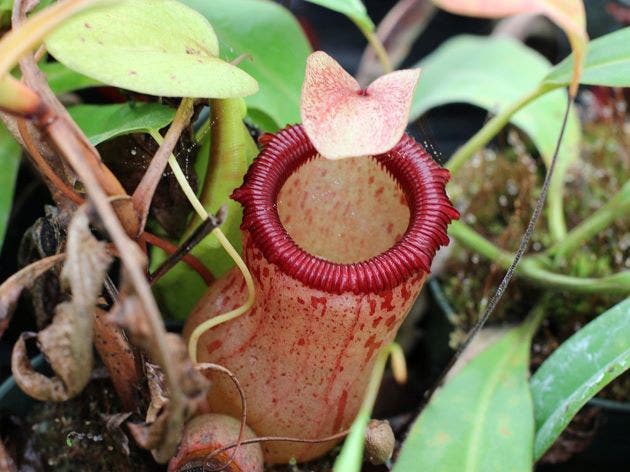 Nepenthes ventricosa