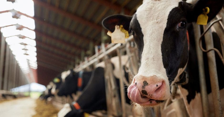 Vemos una vaca en una granja ganadera junto con otras  vacas a su lado.