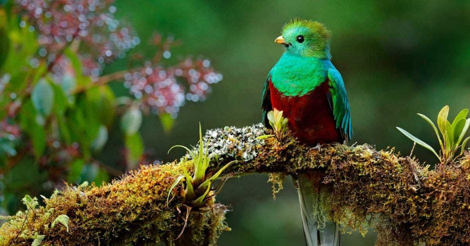 Un quetzal posa sobre la rama de un árbol