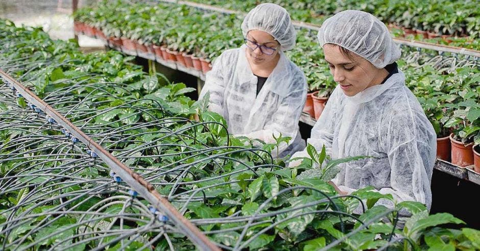 Dos mujeres experimentan con plantas en un vivero