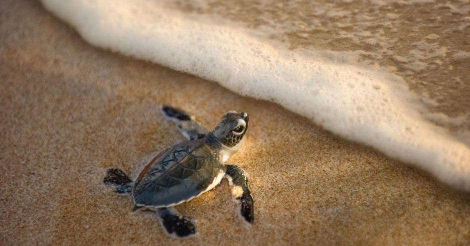 Tortuga a la orilla del mar