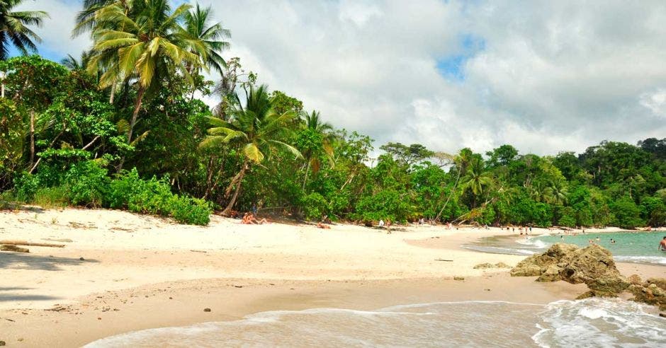 Una playa con muchos árboles y agua cristalina